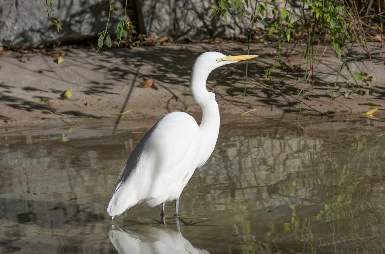 San Diego Zoo Part I 092